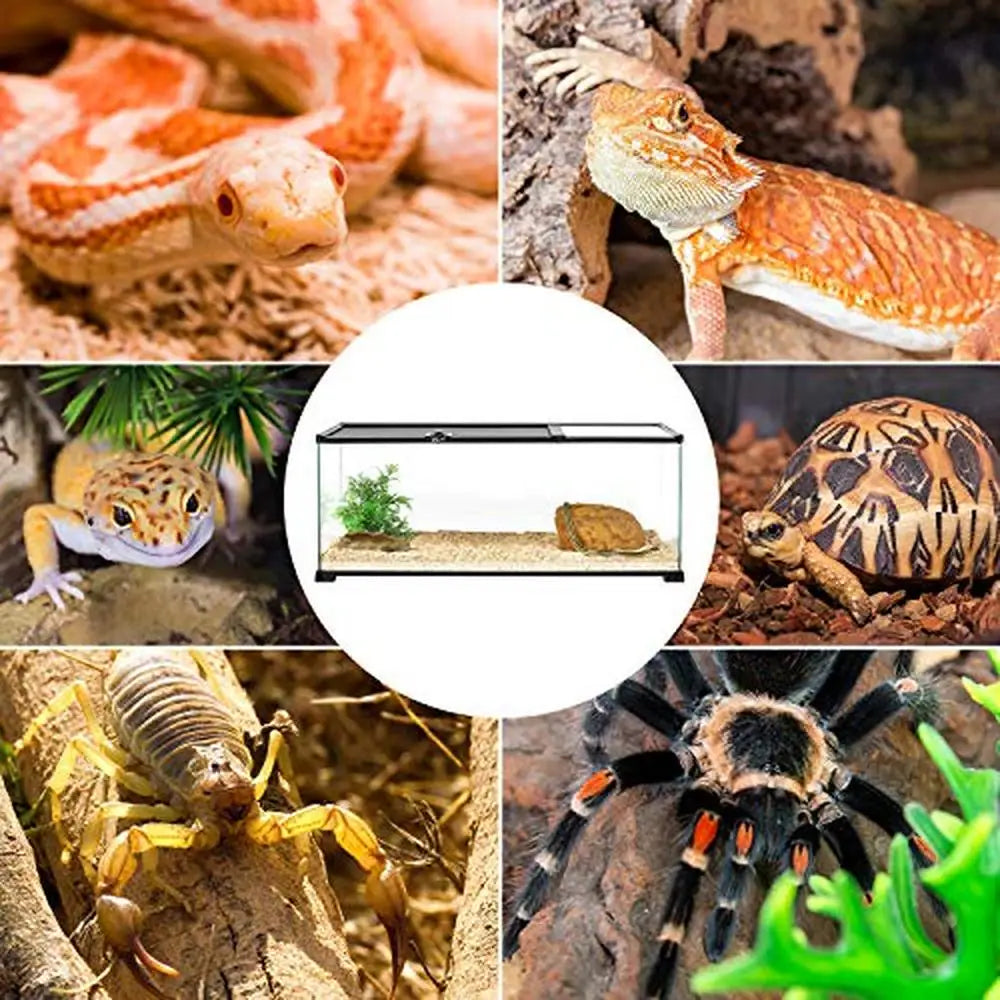 20 Gallon Dual Top Sliding Reptile Glass Terrarium Easy Clean Tank