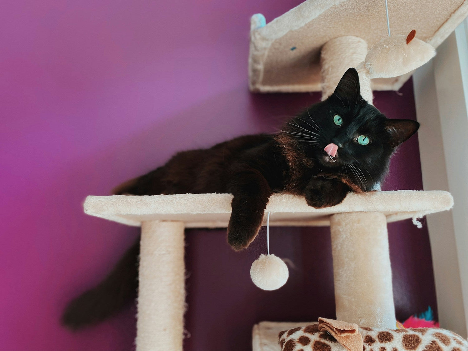 Cat Trees