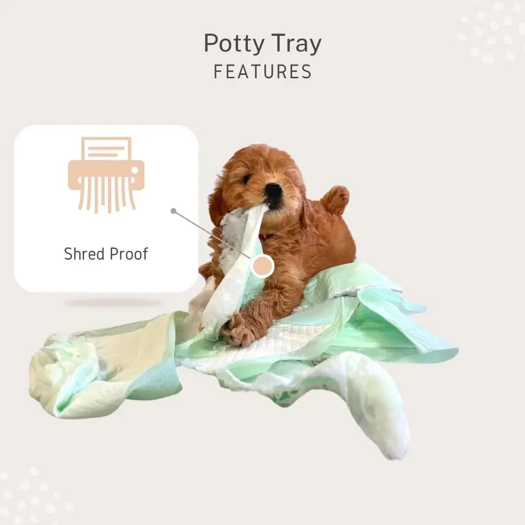 Little Wolves Puppy Potty Tray Essentials 22x22 Reusable Heavy Duty Tray with Dog Pee Pads Housebreaking Supplies